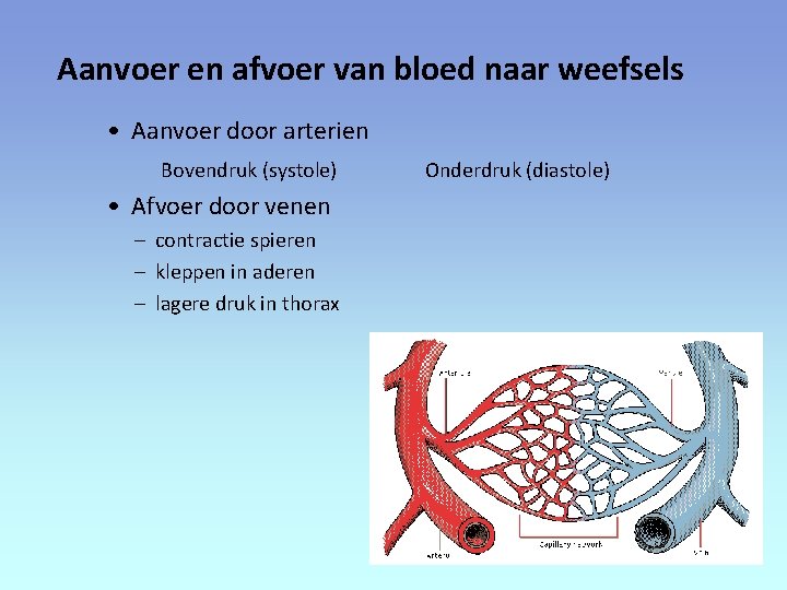 Aanvoer en afvoer van bloed naar weefsels • Aanvoer door arterien Bovendruk (systole) •