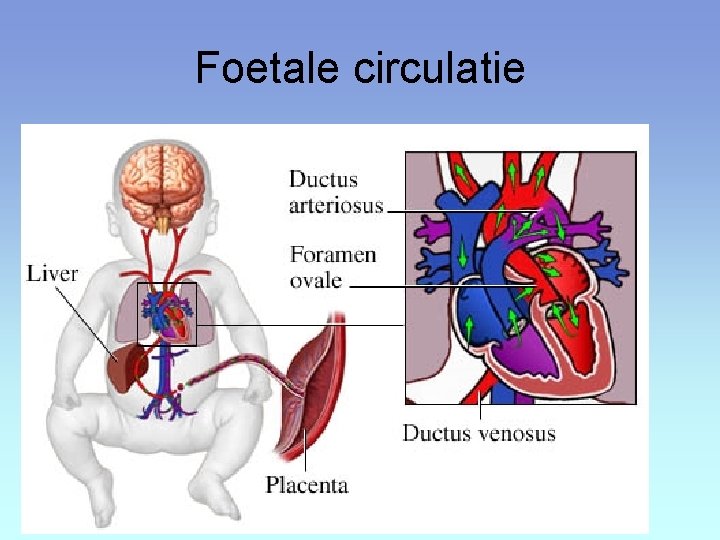 Foetale circulatie 