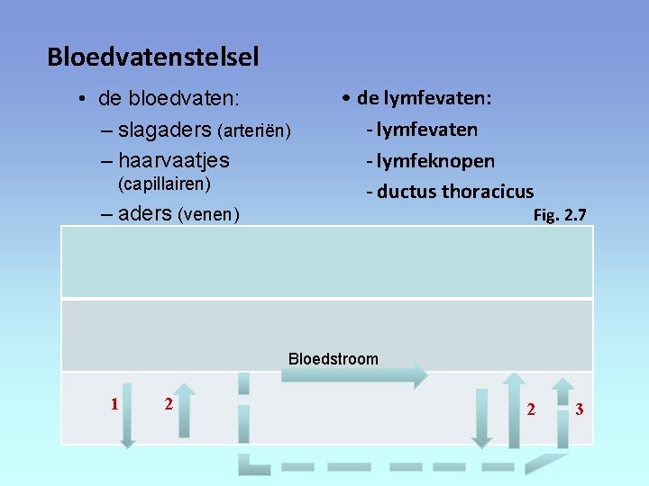 Bloedvatenstelsel • de bloedvaten: – slagaders (arteriën) – haarvaatjes (capillairen) – aders (venen) •