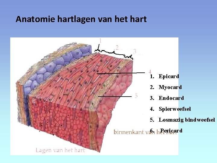 Anatomie hartlagen van het hart 1. Epicard 2. Myocard 3. Endocard 4. Spierweefsel 5.