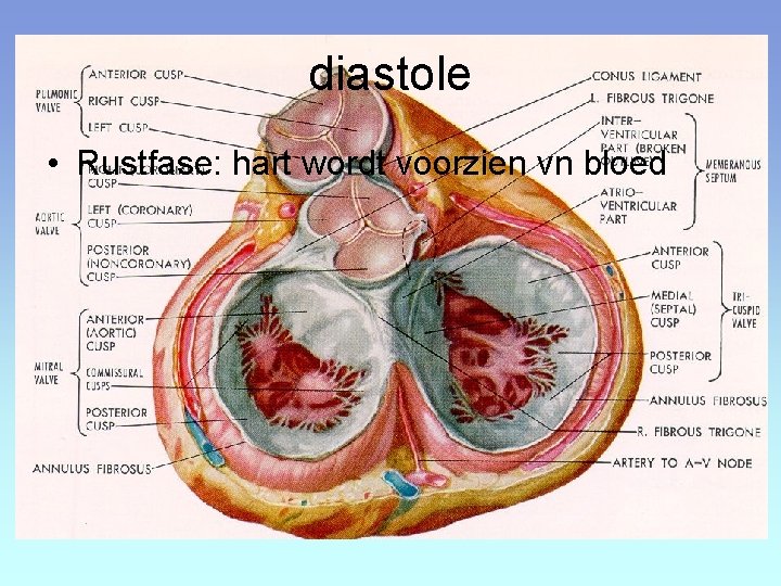 diastole • Rustfase: hart wordt voorzien vn bloed 