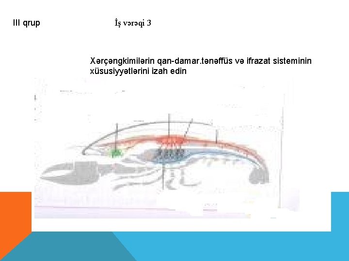 III qrup İş vərəqi 3 Xərçəngkimilərin qan-damar. tənəffüs və ifrazat sisteminin xüsusiyyətlərini izah edin