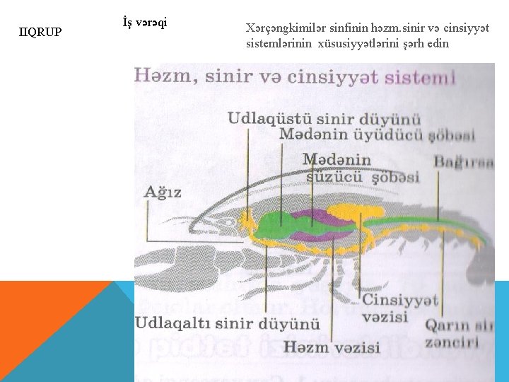 IIQRUP İş vərəqi Xərçəngkimilər sinfinin həzm. sinir və cinsiyyət sistemlərinin xüsusiyyətlərini şərh edin 