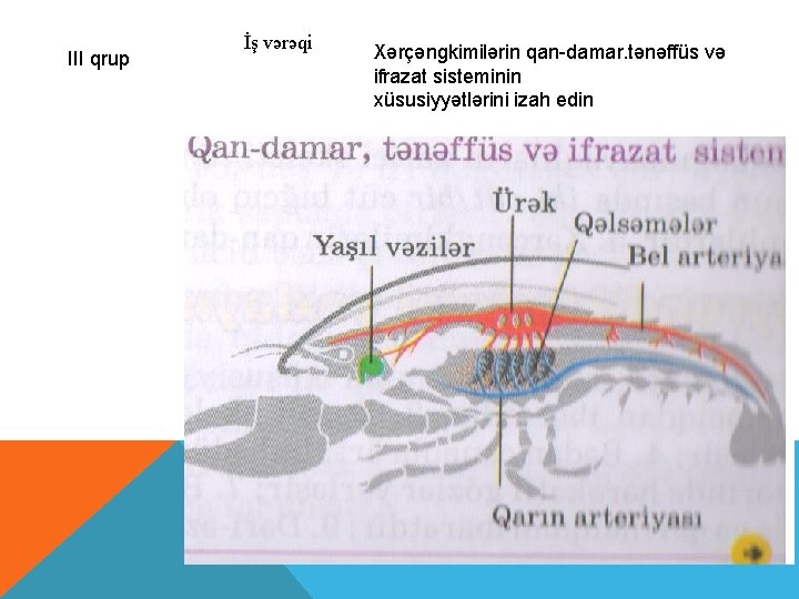 III qrup İş vərəqi Xərçəngkimilərin qan-damar. tənəffüs və ifrazat sisteminin xüsusiyyətlərini izah edin 