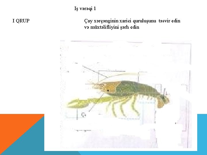 Iş vərəqi 1 I QRUP Çay xərçənginin xarici quruluşunu təsvir edin və müxtəlifliyini şərh