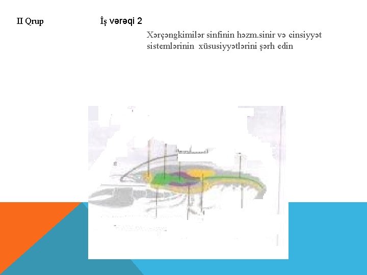II Qrup İş vərəqi 2 Xərçəngkimilər sinfinin həzm. sinir və cinsiyyət sistemlərinin xüsusiyyətlərini şərh