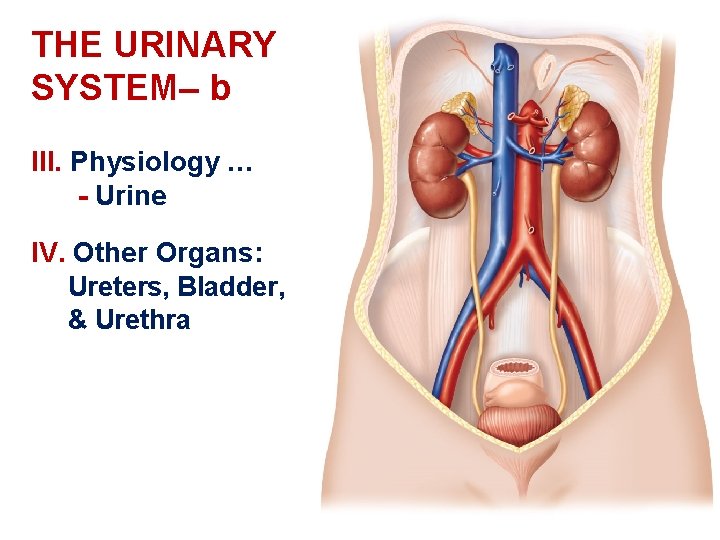 THE URINARY SYSTEM– b III. Physiology … - Urine IV. Other Organs: Ureters, Bladder,