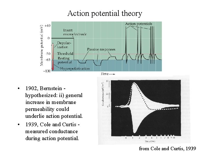 Action potential theory • 1902, Bernstein hypothesized: ii) general increase in membrane permeability could