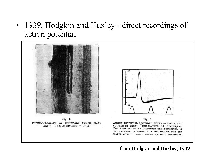  • 1939, Hodgkin and Huxley - direct recordings of action potential from Hodgkin