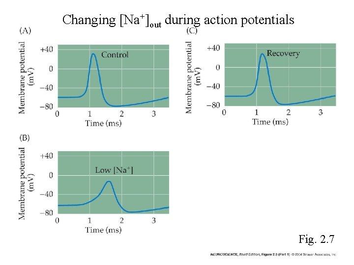 Changing [Na+]out during action potentials Fig. 2. 7 