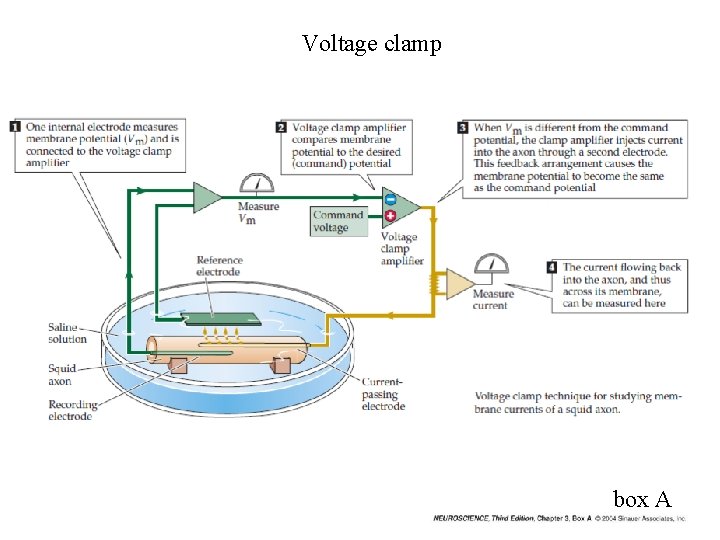 Voltage clamp box A 