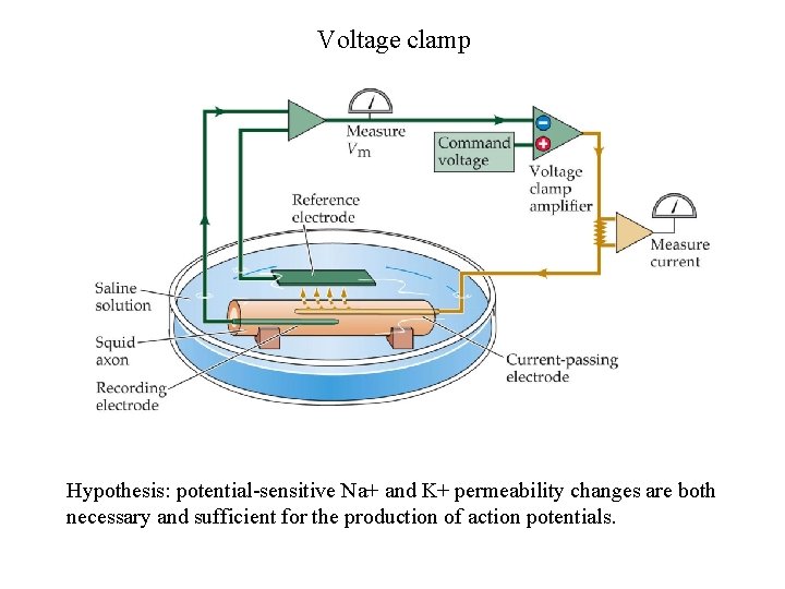 Voltage clamp Hypothesis: potential-sensitive Na+ and K+ permeability changes are both necessary and sufficient