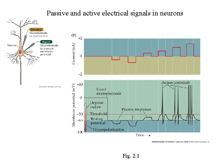 Passive and active electrical signals in neurons Fig. 2. 1 