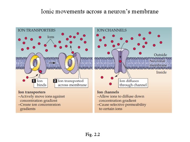 Ionic movements across a neuron’s membrane Fig. 2. 2 