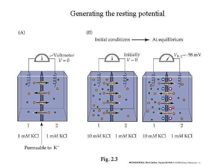 Generating the resting potential Fig. 2. 3 