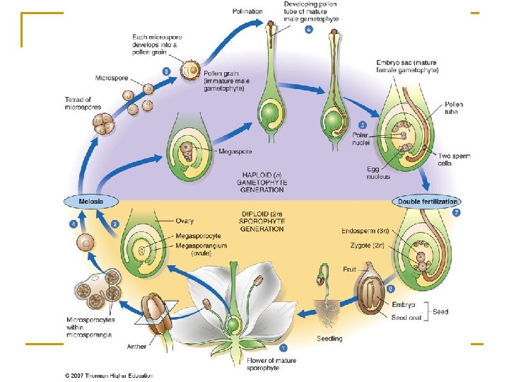 Angiosperms Earths dominant plants Angiosperm Characteristics n Vascular