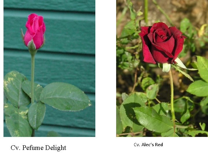 Double Delight Cv. Pefume Delight Cv. Alec’s Red Double Delight Cv. Pefume Delight Cv. Alec’s Red