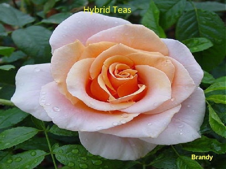 Hybrid Teas Brandy Hybrid Teas Brandy