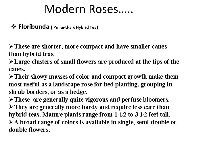 Modern Roses…. . v Floribunda ( Poliantha x Hybrid Tea) ØThese are shorter, more Modern Roses…. . v Floribunda ( Poliantha x Hybrid Tea) ØThese are shorter, more