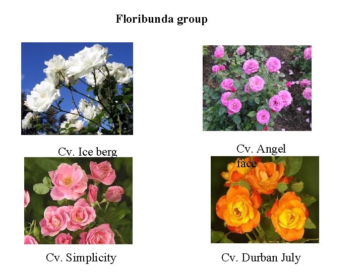 Floribunda group Cv. Ice berg Cv. Simplicity Cv. Angel face Cv. Durban July Floribunda group Cv. Ice berg Cv. Simplicity Cv. Angel face Cv. Durban July