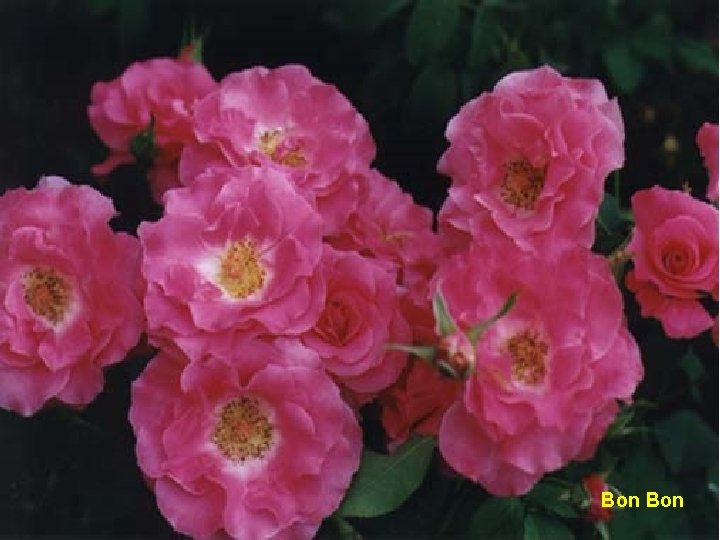 Floribundas Bon Floribundas Bon