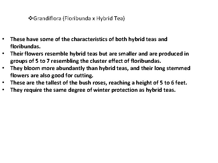 v. Grandiflora (Floribunda x Hybrid Tea) • These have some of the characteristics of v. Grandiflora (Floribunda x Hybrid Tea) • These have some of the characteristics of