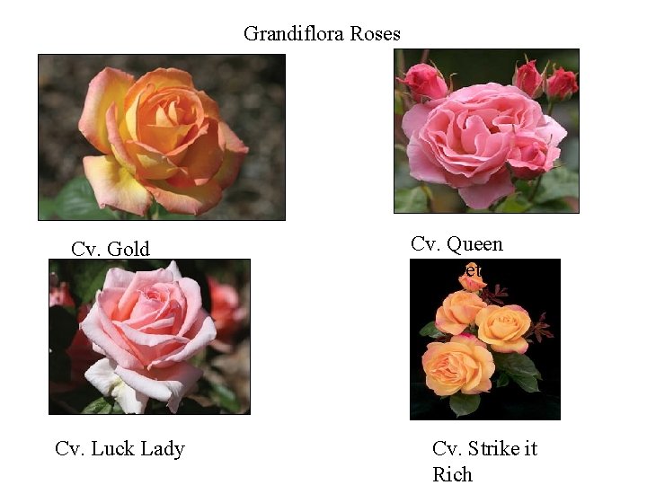 Grandiflora Roses Cv. Gold Medal Cv. Luck Lady Cv. Queen Elizabeth Cv. Strike it Grandiflora Roses Cv. Gold Medal Cv. Luck Lady Cv. Queen Elizabeth Cv. Strike it
