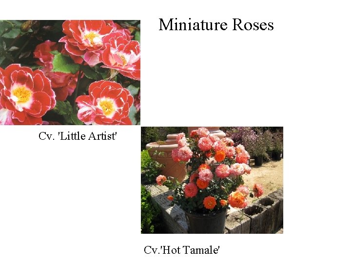 Miniature Roses Cv. 'Little Artist' Cv. 'Hot Tamale' Miniature Roses Cv. 'Little Artist' Cv. 'Hot Tamale'