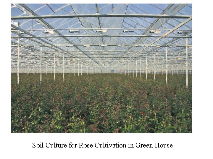Soil Culture for Rose Cultivation in Green House Soil Culture for Rose Cultivation in Green House
