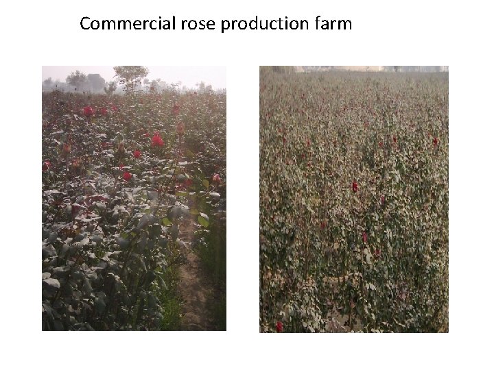 Commercial rose production farm Commercial rose production farm