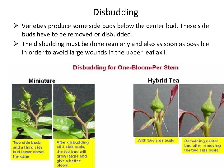 Disbudding Ø Varieties produce some side buds below the center bud. These side buds Disbudding Ø Varieties produce some side buds below the center bud. These side buds