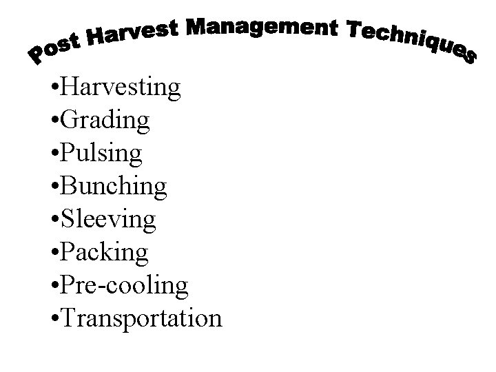 • Harvesting • Grading • Pulsing • Bunching • Sleeving • Packing • • Harvesting • Grading • Pulsing • Bunching • Sleeving • Packing •