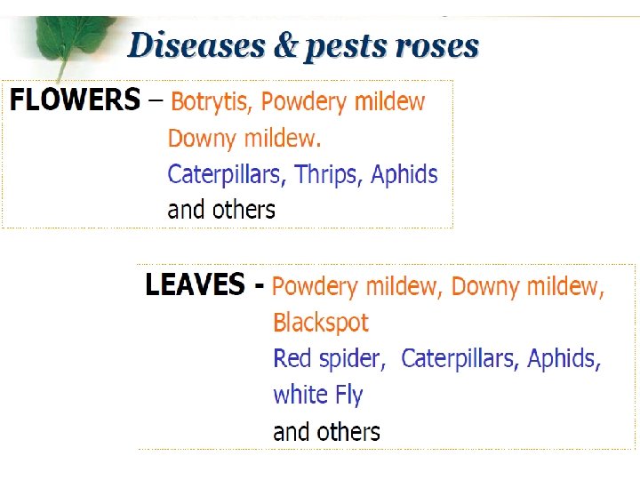 Mishandling of cut roses Mishandling of cut roses