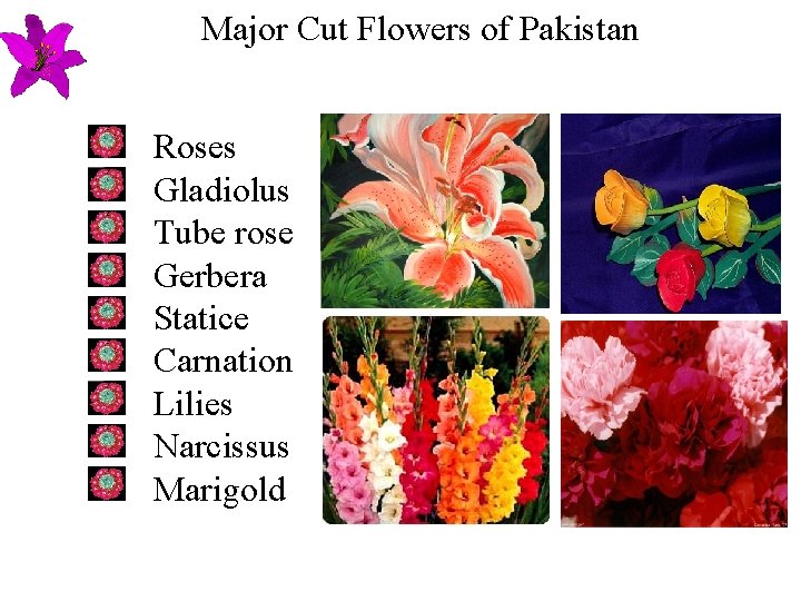 Major Cut Flowers of Pakistan Roses Gladiolus Tube rose Gerbera Statice Carnation Lilies Narcissus Major Cut Flowers of Pakistan Roses Gladiolus Tube rose Gerbera Statice Carnation Lilies Narcissus
