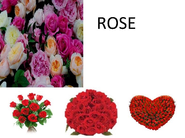 ROSE ROSE