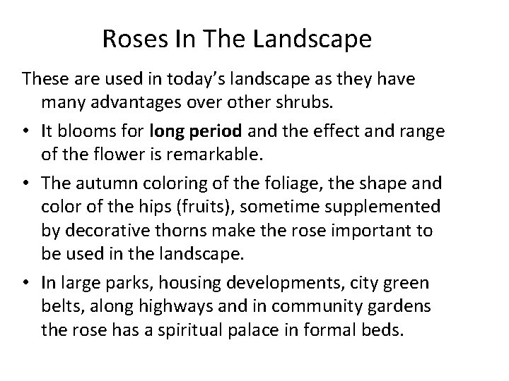 Roses In The Landscape These are used in today’s landscape as they have many Roses In The Landscape These are used in today’s landscape as they have many