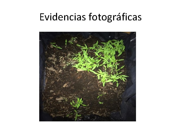 Evidencias fotográficas 