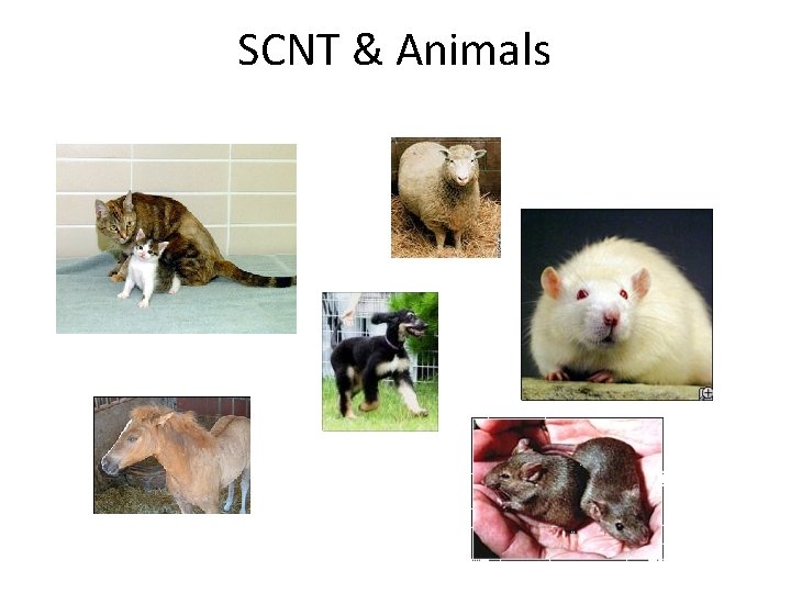 THE BIOLOGY OF STEM CELLS The Biology of