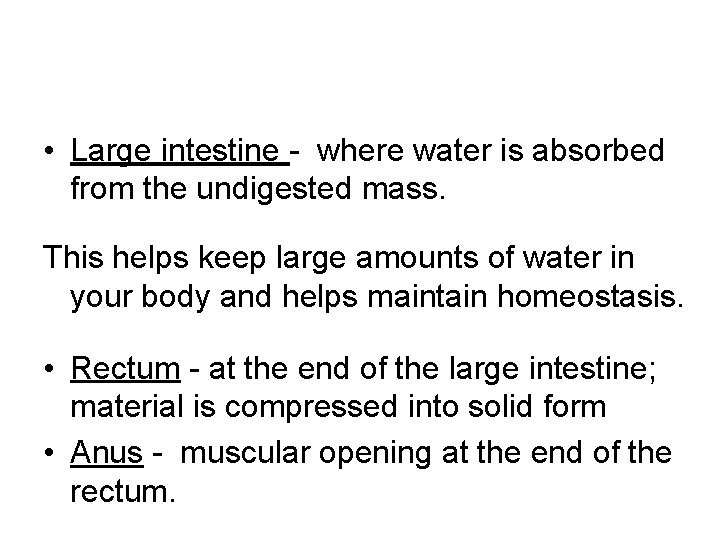  • Large intestine - where water is absorbed from the undigested mass. This