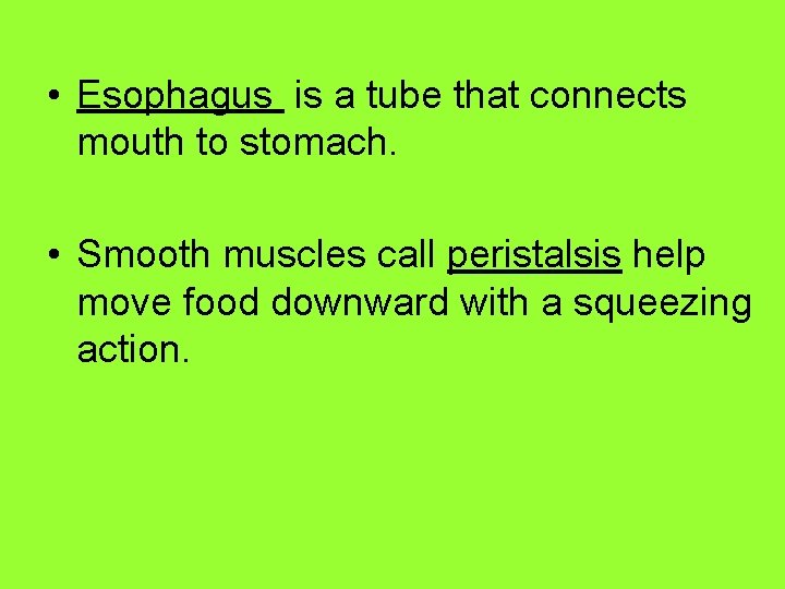  • Esophagus is a tube that connects mouth to stomach. • Smooth muscles