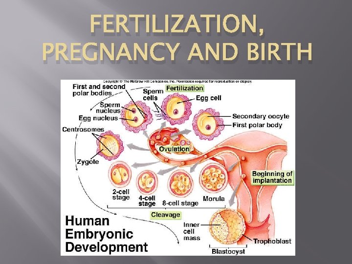 FERTILIZATION, PREGNANCY AND BIRTH 