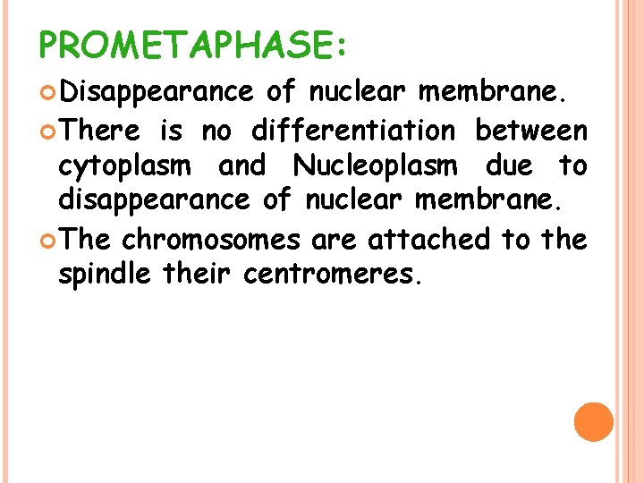 PROMETAPHASE: Disappearance of nuclear membrane. There is no differentiation between cytoplasm and Nucleoplasm due