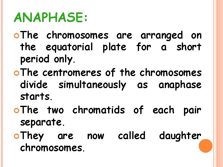 ANAPHASE: The chromosomes are arranged on the equatorial plate for a short period only.