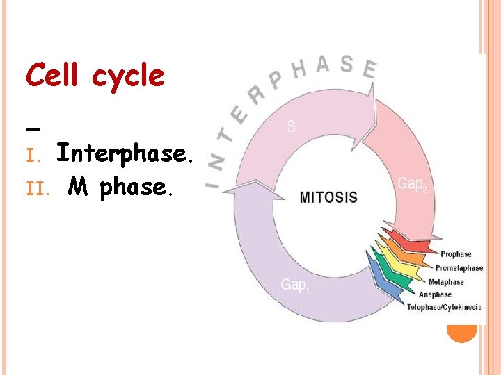 Cell cycle Interphase. II. M phase. I. 