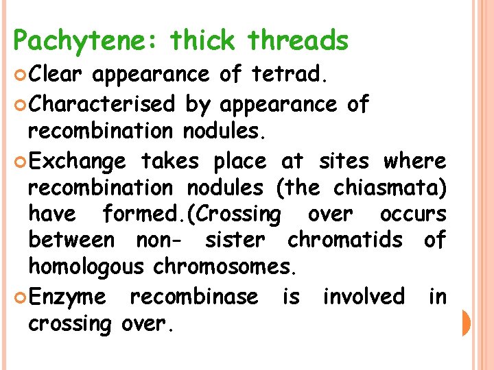 Pachytene: thick threads Clear appearance of tetrad. Characterised by appearance of recombination nodules. Exchange