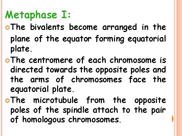 Metaphase I: The bivalents become arranged in the plane of the equator forming equatorial