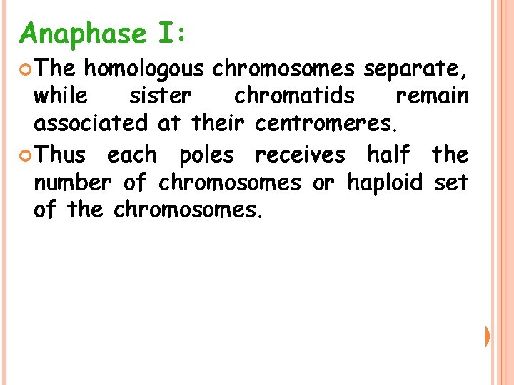 Anaphase I: The homologous chromosomes separate, while sister chromatids remain associated at their centromeres.