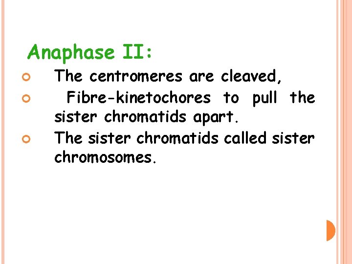 Anaphase II: The centromeres are cleaved, Fibre-kinetochores to pull the sister chromatids apart. The