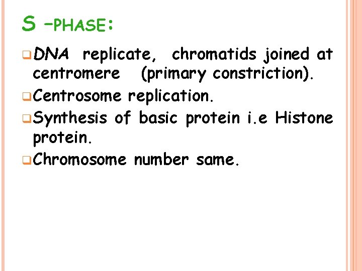 S –PHASE: q DNA replicate, chromatids joined at centromere (primary constriction). q Centrosome replication.