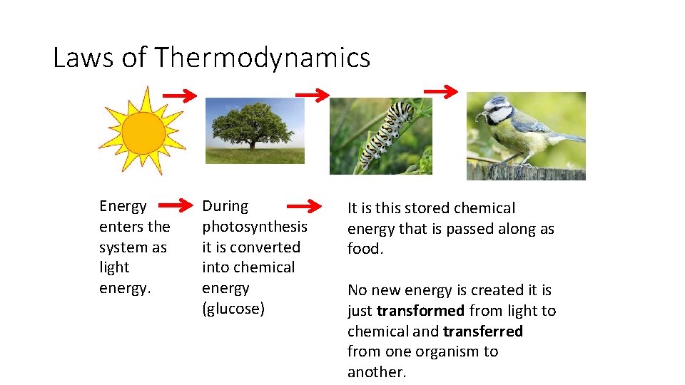 Laws of Thermodynamics Energy enters the system as light energy. During photosynthesis it is